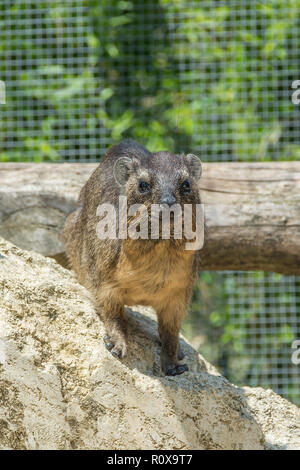 Die klippschliefer Procavia capensis, genannt auch rock Badger, Rabbit, Rock und Cape hyrax stehen auf einem Stein Stockfoto