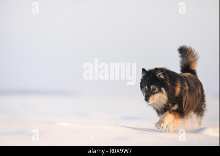 Finnische Lapphund in verschneite Winterlandschaft. Stockfoto