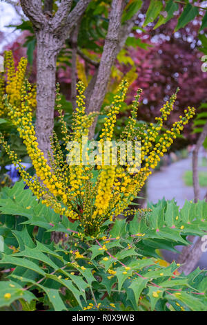 Mahonia x Media Charity Blüte im Herbst in East Grinstead Stockfoto