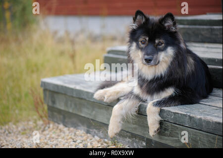 Porträt eines finnischen Lapphund Stockfoto