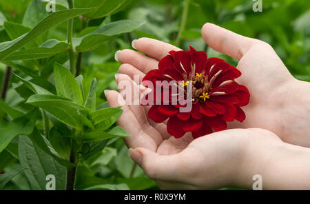 Frauen Hände ein dunkles Burgund Blume in ihren Händen halten, vor dem hintergrund der grünen Vegetation des Gartens, sind die Hände zusammen gefalzt Stockfoto