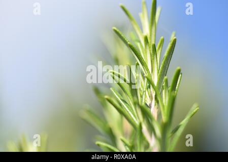 Rosmarin (Rosmarinus officinalis): Nahaufnahme der Garten Kraut Rosmarin Stockfoto