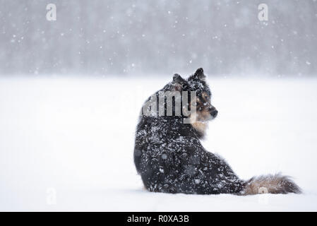 Finnische Lapphund in verschneite Winterlandschaft. Stockfoto