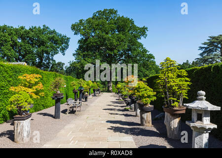 England, Surrey, Guildford, Wisley, der Royal Horticultural Society Garden, Reiher Bonsai zu Fuß Stockfoto