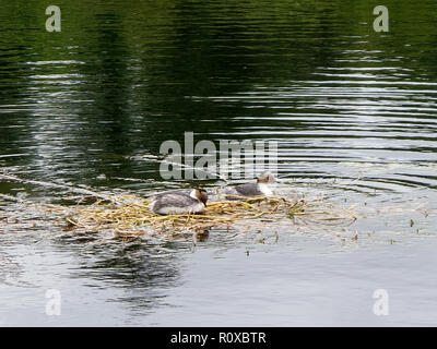 Silbrig Haubentaucher, Podiceps occipitalis, ein paar Wildenten in der umwerbung Stockfoto