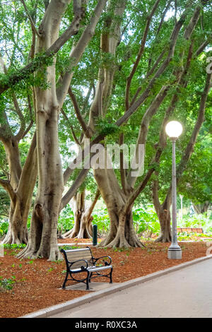 Ein Gusseisen und Holzbank Hügel weinen Feigenbäume in die Central Avenue des Hyde Park Sydney NSW Australien. Stockfoto