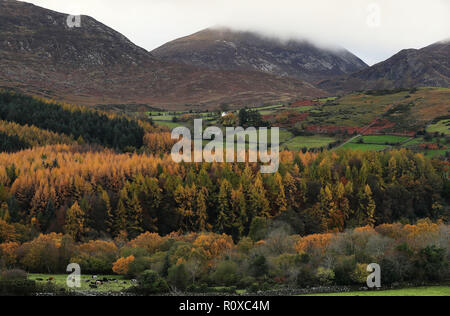 Rinder weiden in einem Feld am Rande des Tollymore Forest Park am Fuße der Mourne Mountains im Bryansford, Co. Stockfoto