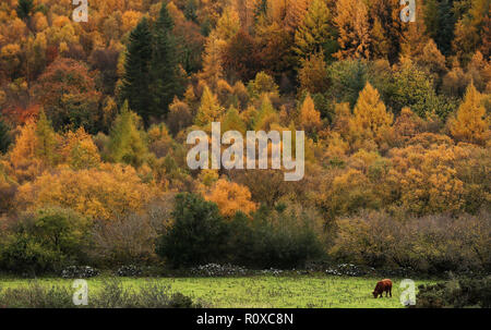 Rinder weiden in einem Feld am Rande des Tollymore Forest Park im Bryansford, Co. Stockfoto