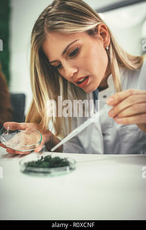 Universität weiblichen Biologe die Analyse der Probe der Anlage in das Labor Rohr, Bewässerung mit Tropfen der nahrhaften Flüssigkeit. Stockfoto