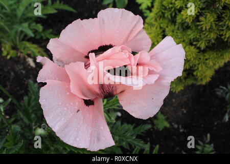 Rosa Mohnblume Stockfoto