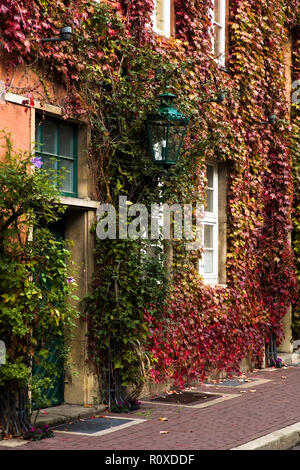 Herbst Efeu Blätter, die an der Wand des Gebäudes Stockfoto