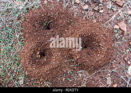 Drei Ameisenhaufen auf Waldboden. Spanien Stockfoto