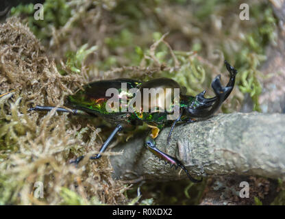 Die Tiere der Regenbogen phalacrognathus Hirschkäfer. closeup. Stockfoto