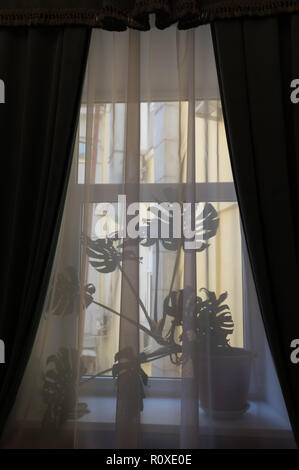 Fenster mit Blume. Schuß durch den Vorhang Silhouette. Stockfoto