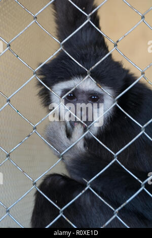 Weiß übergeben Gibbon Hylobates lar in zoo Cage, schoss durch den Käfig. Saugen Finger Stockfoto