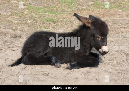 Schwarz baby burro Esel liegend auf dem Boden. Sonnigen Tag. Russland. Region Moskau Stockfoto
