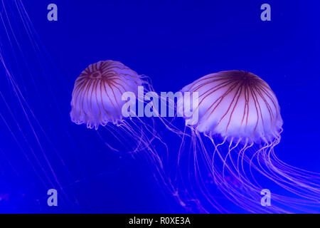 Zwei Jellyfishs Chrysaora Pacifica auf einem blauen Hintergrund Stockfoto