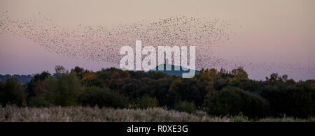 Abend Starling murmuration in Glastonbury, Somerset, Großbritannien Stockfoto