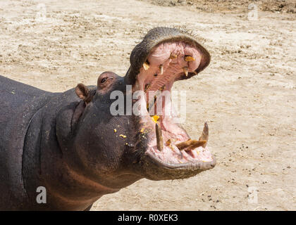 Hippo öffnen Backen. Kopf Nahaufnahme in der Wildnis. Safari Aitana, Penaguila, Spanien Stockfoto