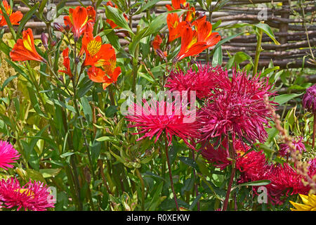 Bunte Blume Grenze mit einer Nahaufnahme von Callistephus chinensis 'Star Scarlet' und 'Indian Summer' Alstromeria Stockfoto