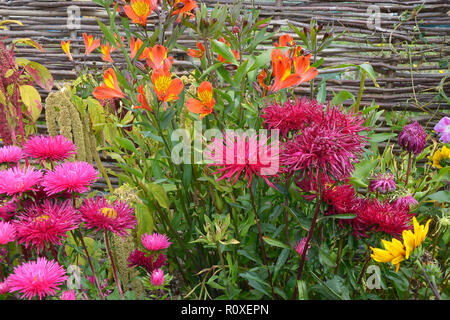 Bunte Blume Grenze mit einer Nahaufnahme von Callistephus chinensis 'Star Scarlet' und 'Indian Summer' Alstromeria Stockfoto