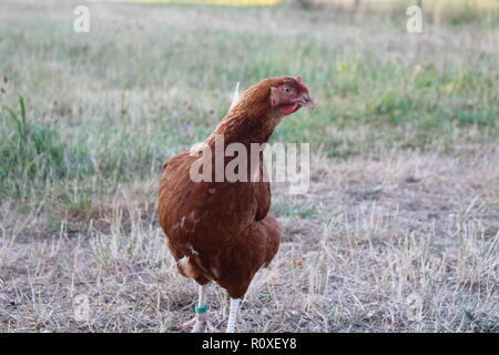 Eine braune Bauernhof Huhn, Freilandhaltung, auf der Suche nach Essen. Stockfoto