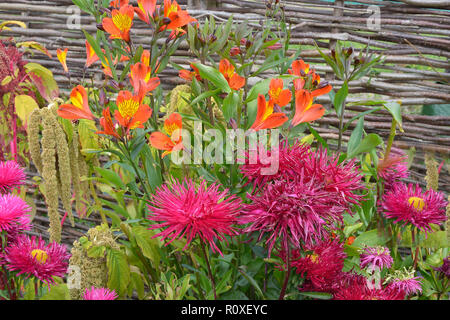 Bunte Blume Grenze mit einer Nahaufnahme von Callistephus chinensis 'Star Scarlet' und 'Indian Summer' Alstromeria Stockfoto