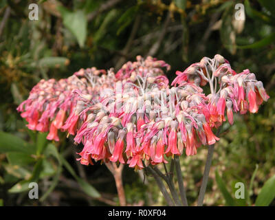 Auferstehung Pflanze: "Bryophyllum pinnatum ', Sydney South Head, NSW, Australien Stockfoto