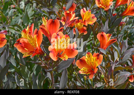 Bunte Blume Grenze mit einer Nahaufnahme von alstromeria "Indian Summer" Stockfoto