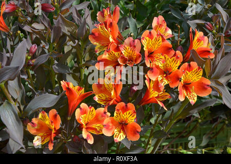 Bunte Blume Grenze mit einer Nahaufnahme von alstromeria "Indian Summer" Stockfoto