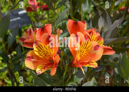 Bunte Blume Grenze mit einer Nahaufnahme von alstromeria "Indian Summer" Stockfoto