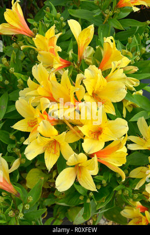 Bunte Blume Grenze mit der Nähe zu einem gelben Alstromeria Stockfoto