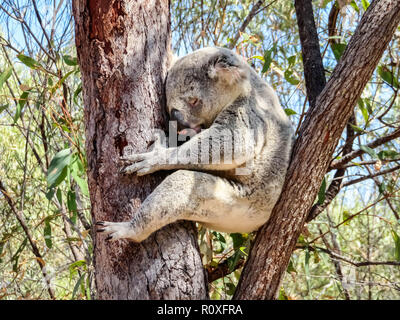 Eine australische wild Koala Bären schlafen in Eukalyptus oder Gum Tree. Magnetic Island, Australien. Stockfoto