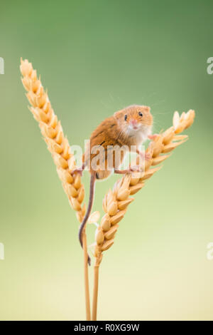 Ernte maus Balancing auf einigen Weizen Stiele Stockfoto