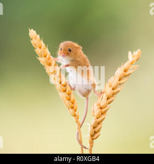 Ernte maus Balancing auf einigen Weizen Stiele Stockfoto