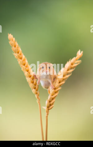 Ernte maus Balancing auf einigen Weizen Stiele Stockfoto