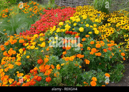 Bunte Blume Grenze mit einer Anzeige von Tagetes, Ringelblumen 'Durango Verbesserte" in sortierten Farben und Gelb Rudbeckia Stockfoto