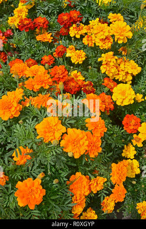 Bunte Blume Grenze mit einer Anzeige von Tagetes, Ringelblumen 'Durango Verbesserte" in verschiedenen Farben Stockfoto