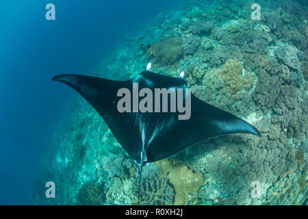 Einen Manta, Manta alfredi, schwimmt über ein Riff in Raja Ampat, Indonesien. Dieser abgelegene, tropische Region ist als Herz der Korallen Dreieck bekannt. Stockfoto