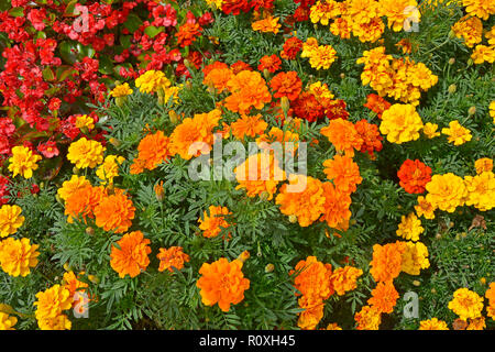 Bunte Blume Grenze mit einer Anzeige von Tagetes, Ringelblumen 'Durango Verbesserte" in verschiedenen Farben Stockfoto