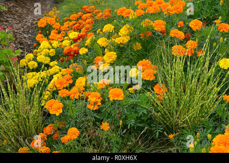 Bunte Blume Grenze mit einer Anzeige von Tagetes, Ringelblumen 'Durango Verbesserte" in verschiedenen Farben und Zebra ornamental Gras Stockfoto