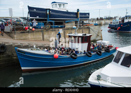 Kreuzfahrt Schiff für die Farne Islands, Dock, Nevsehir Nevsehir Harbour Village, Northumberland, Großbritannien Stockfoto
