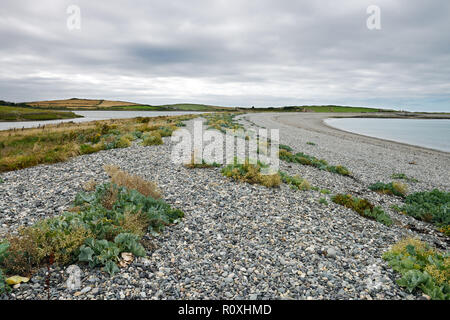 Cemlyn Bay liegt an der nordwestlichen Küste von Anglesey. Es ist ein Kiesstrand mit ausgezeichneten Strandlinie Vegetation. Stockfoto