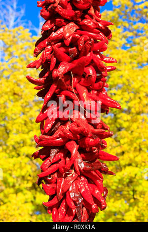 Red Chili Ristas hängen in der Plaza, trocknen in der warmen Herbstsonne in Santa Fe, New Mexico USA Stockfoto