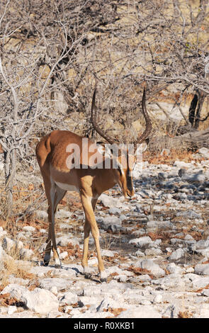 Schwarze Impala (Aepyceros melampus petersi), einem erwachsenen Mann, Etosha National Park, Namibia Afrika konfrontiert Stockfoto
