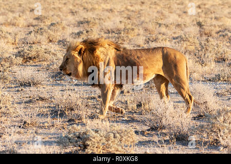 Namibia lion - Erwachsene männliche Löwe (Panthera leo), Etosha National Park, Namibia, Afrika Stockfoto