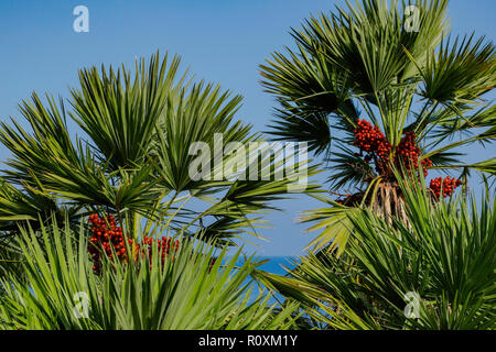 Zwerg, Palmen, mediterrane Bäume, Chamaerops humilis, im Naturschutzgebiet Zingaro, San Vito Lo Capo Trapani, Sizilien, Italien Stockfoto