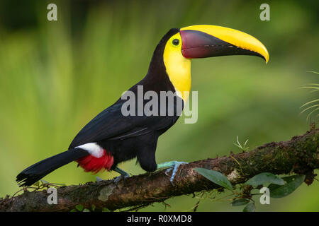 Yellow-throated Toucan (Ramphastos ambiguus) - La Laguna del Lagarto Lodge - Boca Tapada, San Carlos, Costa Rica Stockfoto