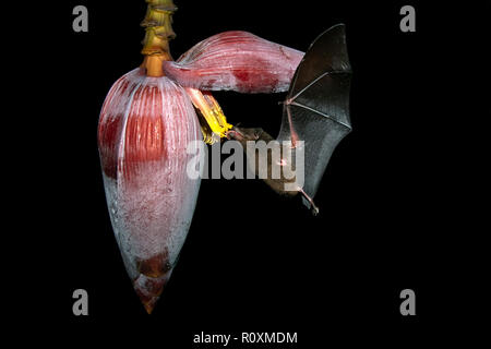 Nectar-Feeding Bat Fütterung auf Bananen Blume - La Laguna del Lagarto Lodge - Boca Tapada, San Carlos, Costa Rica Stockfoto