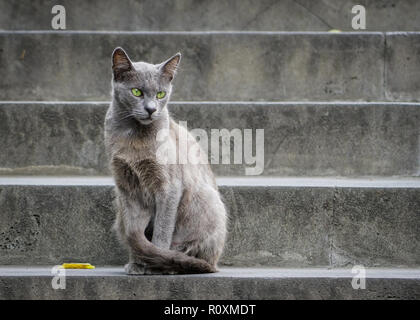 Schöne graue Katze mit grünen Augen sitzen auf einem grauen Stein Treppe Stockfoto